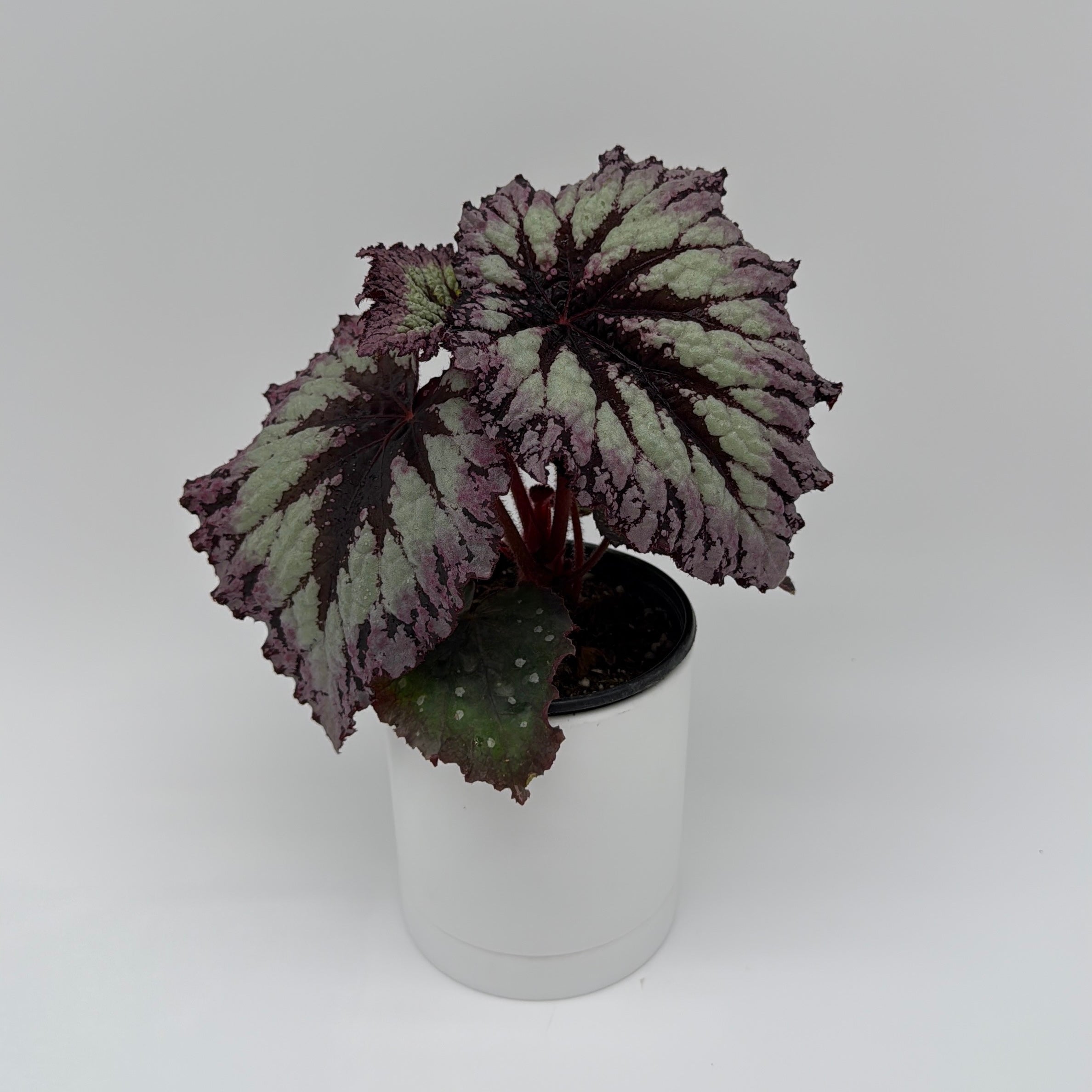 Runo Plants | Begonia Fireworks Plant Care Guide – RUNOPLANTS
