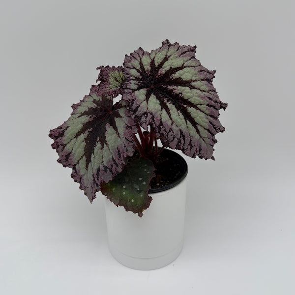 How to Care for Begonia Fireworks