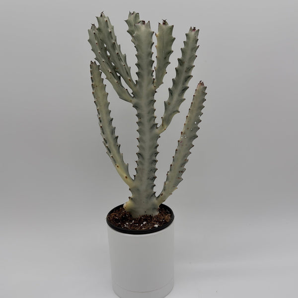 How to Care for Euphorbia Dragon Bone
