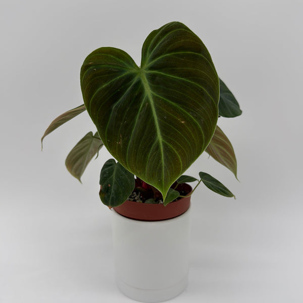 How to Care for Philodendron El Choco Red
