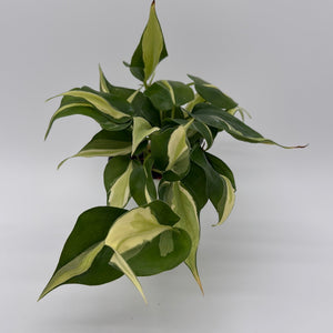 How to Care for Philodendron Rio