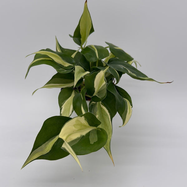 How to Care for Philodendron Rio