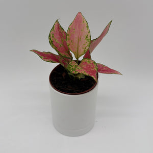 How to Care for Aglaonema Pink Zircon