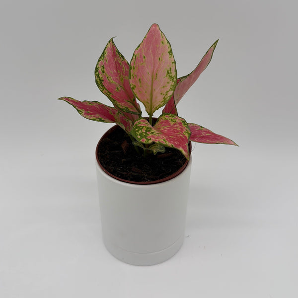 How to Care for Aglaonema Pink Zircon