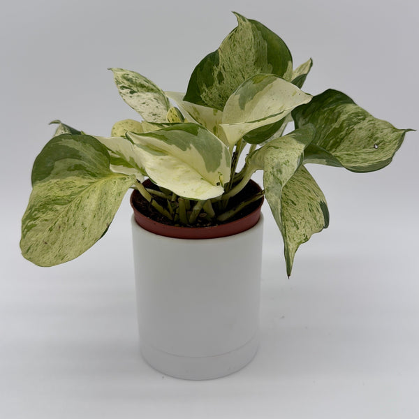 How to Care for Pothos Manjula