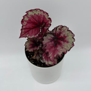 How to Care for Begonia Exotica Raspberry