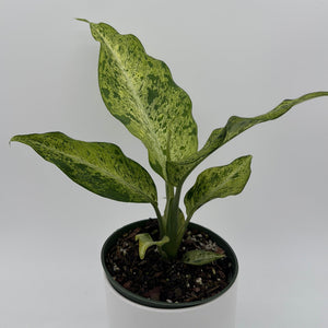 How to Care for Variegated Dieffenbachia Maui Wowie