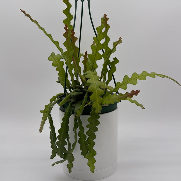 How to Care for Fishbone Cactus