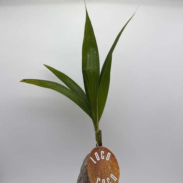 How to Care for Coconut Palm (Cocos Nucifera)