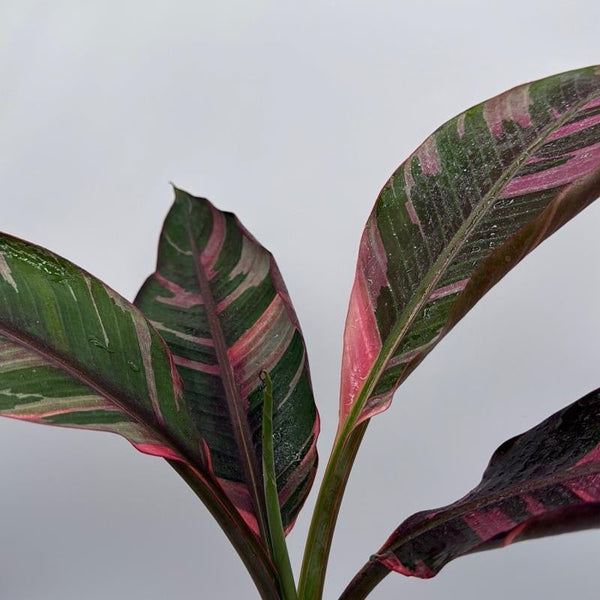 How to Care for Variegated Banana Musa Nono
