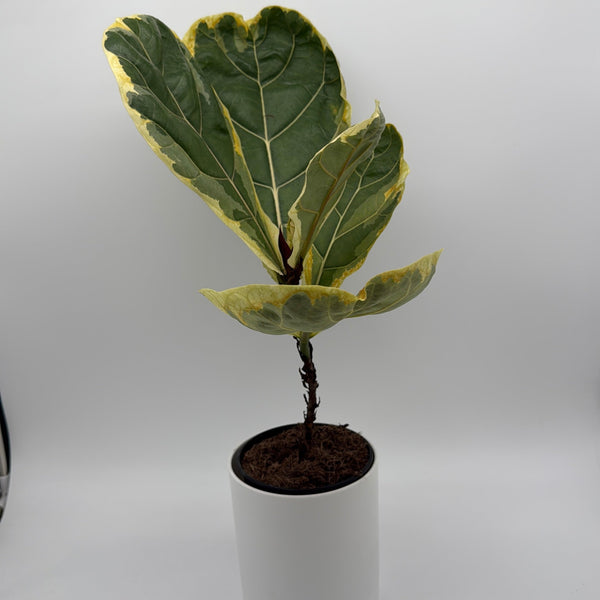 How to Care for Variegated Ficus Lyrata Golden Sunshine