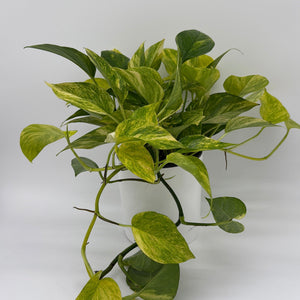 How to Care for Pothos Neon Queen