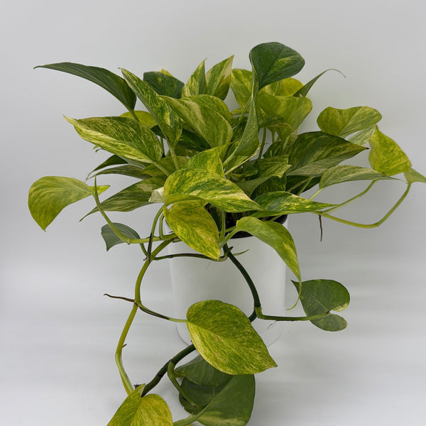 How to Care for Pothos Neon Queen