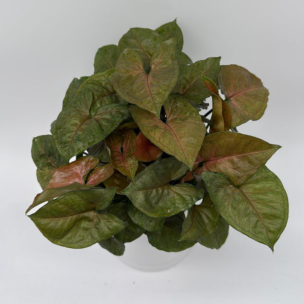 How to Care for Syngonium Podophyllum Maria Allusion