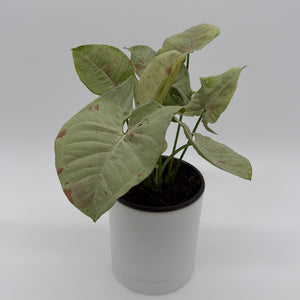 How to Care for Syngonium Milk Confetti