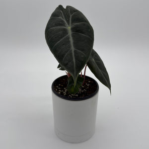 How to Care for Alocasia Pink Dragon Morroco