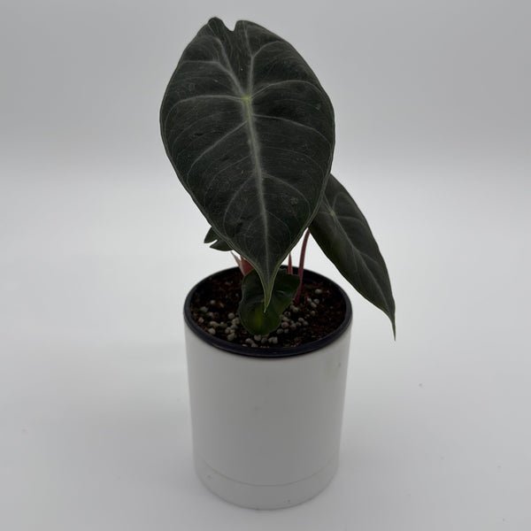 How to Care for Alocasia Pink Dragon Morroco