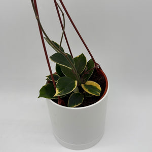 How to Care for Variegated Hoya Carnosa Krimson