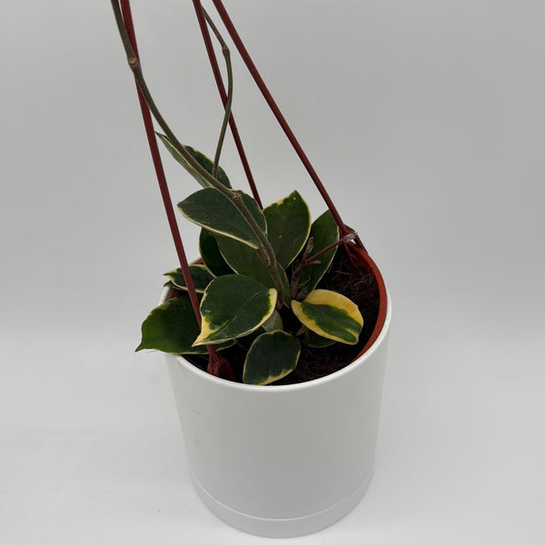 How to Care for Variegated Hoya Carnosa Krimson