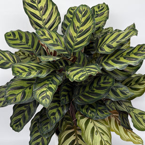 How to Care for Calathea Makoyana