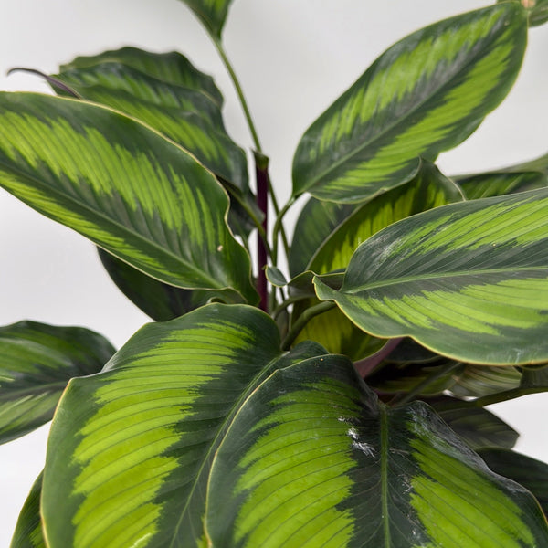 How to Care for Calathea Beauty Star
