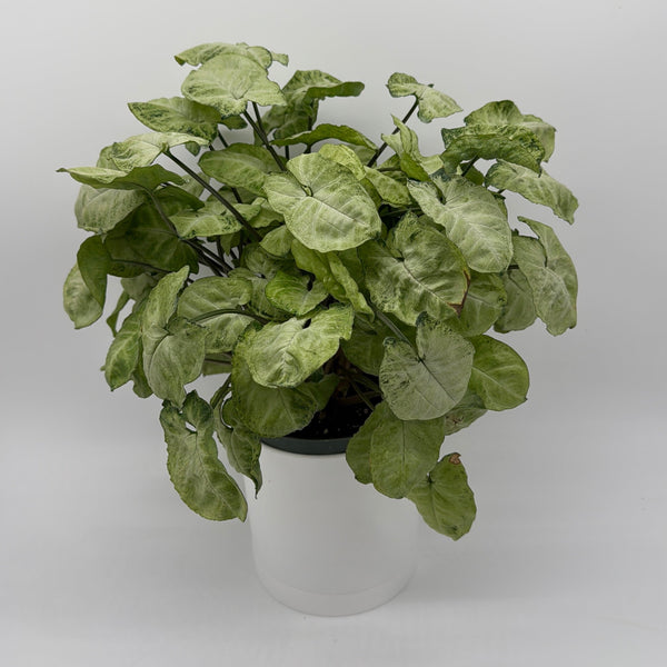 How to Care for Syngonium Moonshine