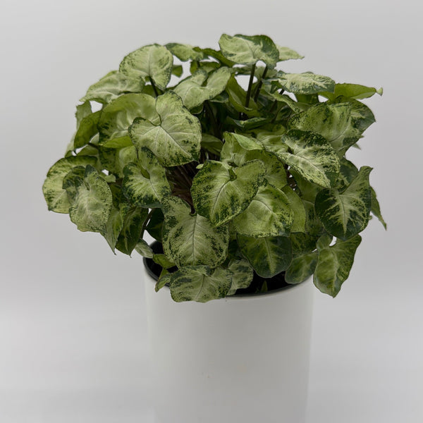 How to Care for Syngonium Mouse Ears
