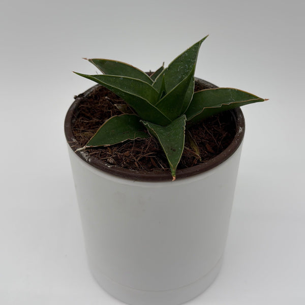 How to Care for Sansevieria Maya