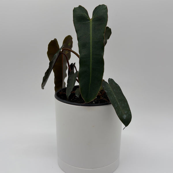 How to Care for Philodendron Black Billietiae