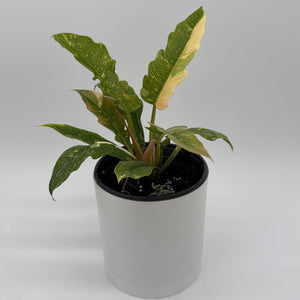 How to Care for Philodendron Ring of Fire
