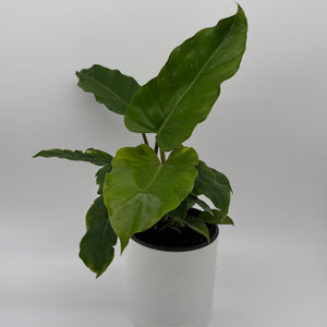 How to Care for Philodendron Jungle Fever
