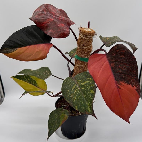 How to Care for Variegated Philodendron Orange Princess Galaxy