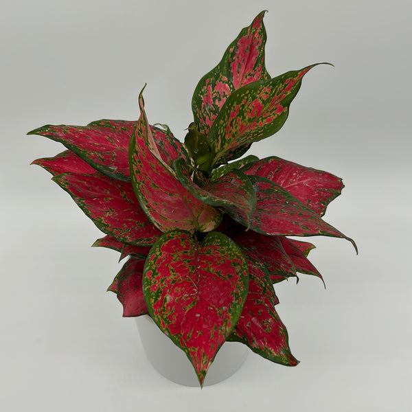 How to Care for Aglaonema Ruby Ray