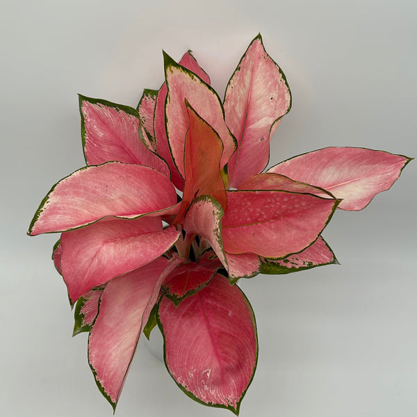 How to Care for Aglaonema Suksom Jaipong