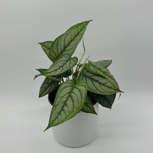 How to Care for Monstera Siltepecana El Salvador
