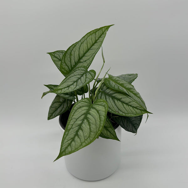 How to Care for Monstera Siltepecana El Salvador