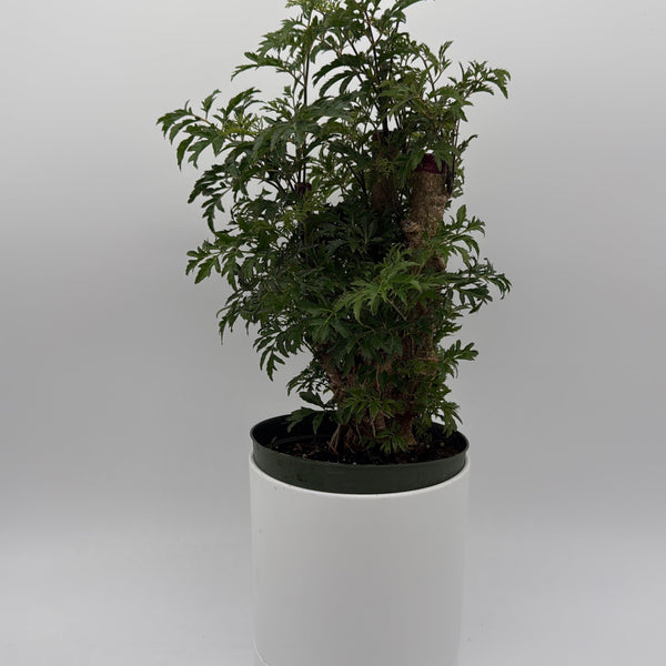 How to Care for Aralia Ming Stump
