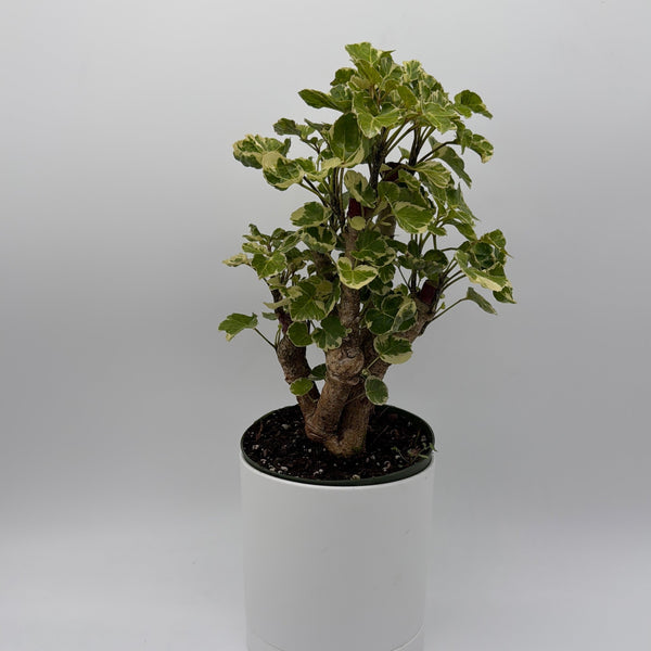 How to Care for Variegated Aralia Balfouriana