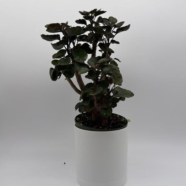 How to Care for Aralia Fabian Tree