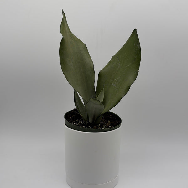 How to Care for Sansevieria Moonshine