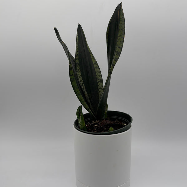 How to Care for Sansevieria Whitney