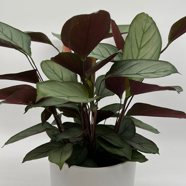 How to Care for Calathea Grey Star