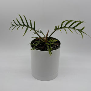 How to Care for Philodendron Tortum