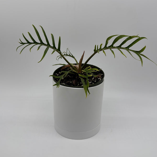 How to Care for Philodendron Tortum