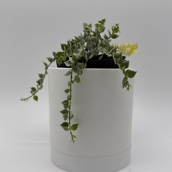 How to Care for Variegated Dischidia Million Hearts