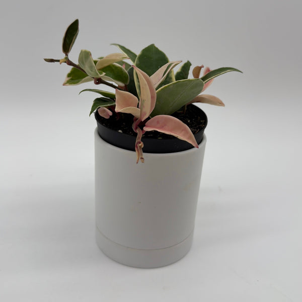 How to Care for Hoya Krimson Queen