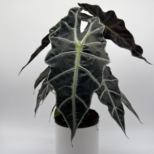 How to Care for Alocasia Polly