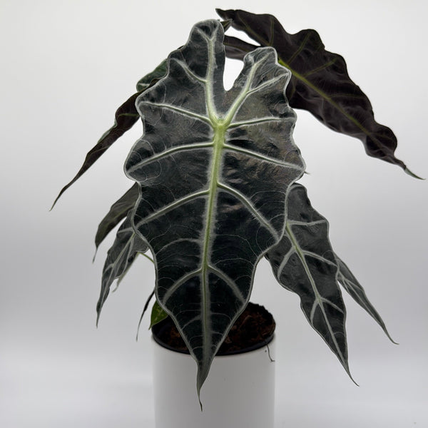 How to Care for Alocasia Polly