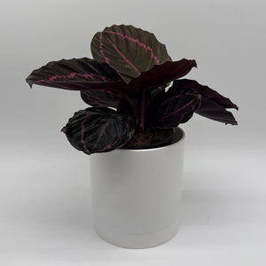 How to Care for Calathea Dottie