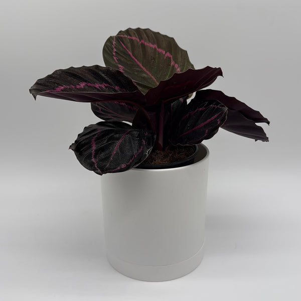 How to Care for Calathea Dottie